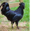 Pure Black Kadaknath Chicken, For Meat