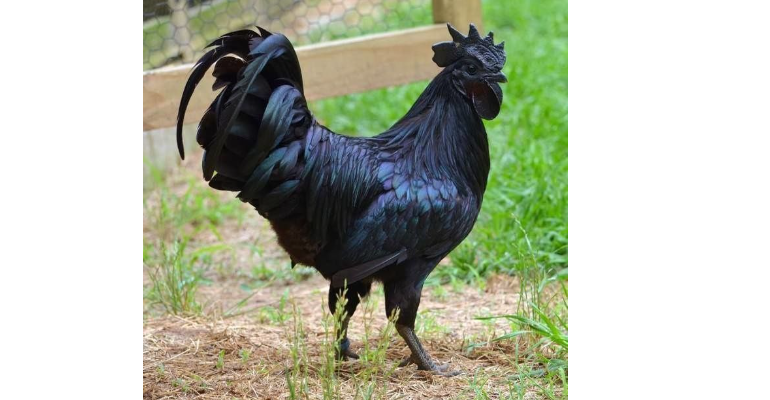 Pure Black Kadaknath Chicken, For Meat