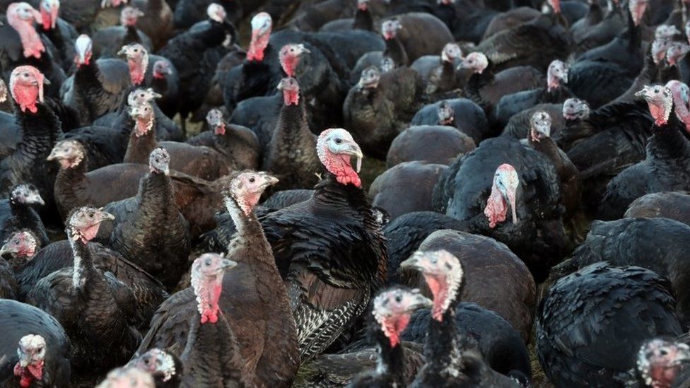 Alive Turkey